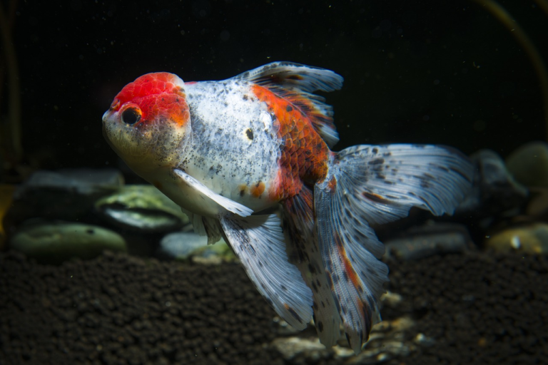 Dive into the World of Bubble Eye Fish: The Adorable Underwater Bubbles!