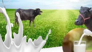 Buffalo Milk: A Complete Nutritional Package for Your Well-Being