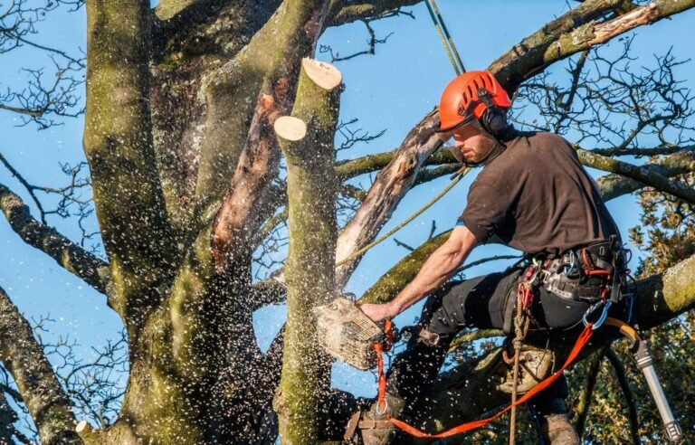 The Best Quality Tree Surgeon Services in London