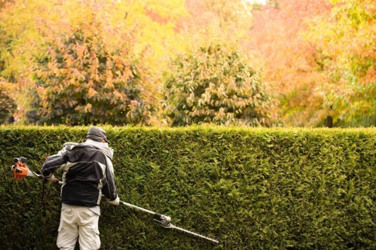 Seasonal Hedge Trimming: How to Keep Your Hedges Healthy Year-Round