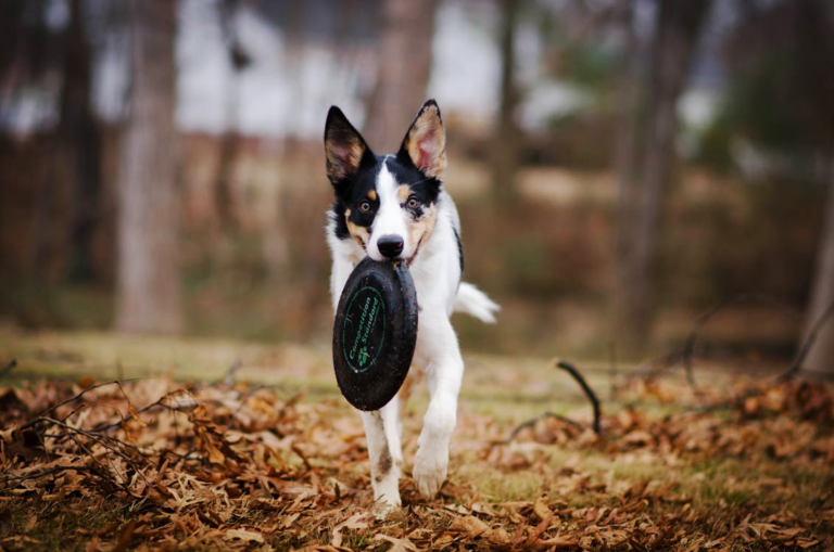CBD for Dogs: Nature’s Answer to Common Canine Issues