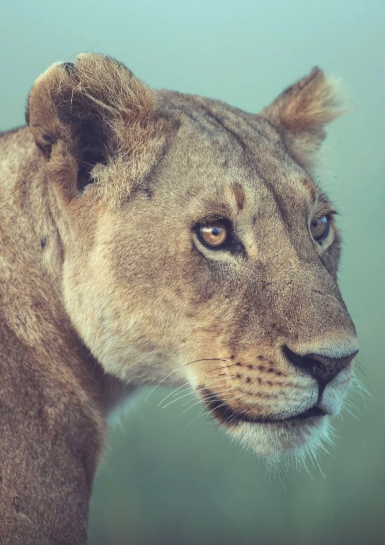 Guardians of the Wild: Born Free’s Mission to Protect Earth’s Treasures