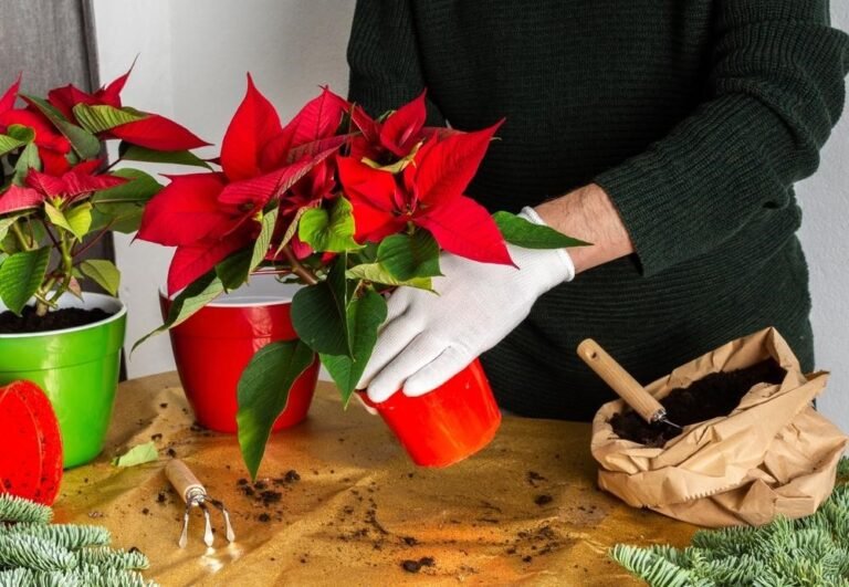 Why Are Christmas Flowers Important for Holiday Gifting?