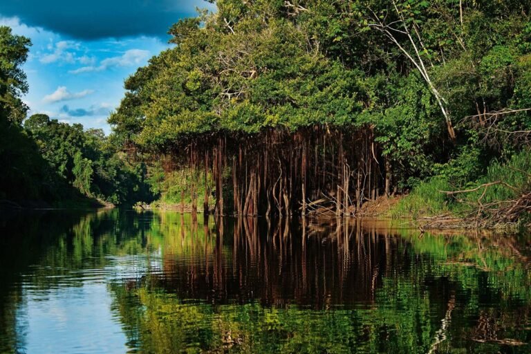 The Amazon Forest: The Lungs of Our Planet